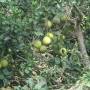 Thailande - Pamplemousses chinois mais thais en fait !