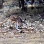 Australie - Une �le bien nomm�e