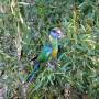 Australie - Une �le bien nomm�e