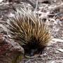 Australie - Une �le bien nomm�e