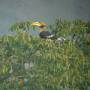 Thailande - Parc National Khao Yai