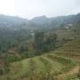 Vietnam - Rizieres autour de Sapa