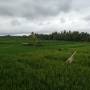 Indon�sie - Ubud