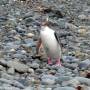 Nouvelle Z�lande - The Catlins