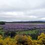 Nouvelle Z�lande - 