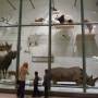 USA - La salle des mammif�res au Mus�e National de l'Histoire