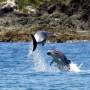 Nouvelle Z�lande - 