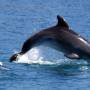Nouvelle Z�lande - 
