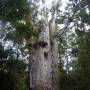 Nouvelle Z�lande - 