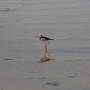 Nouvelle Z�lande - 