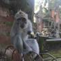 Indon�sie - 
