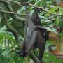 Singapour - Zoo de Singapour