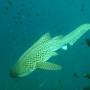 Thailande - Plong�es Phi Phi Le