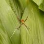Australie - Faune 1