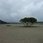 Australie - Arbre esseul�