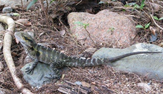 Une nouvelle espèce de lézard arc-en-ciel découverte au Cambodge