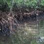 Indonésie - Mangrove