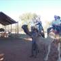 Australie - Camel Farm