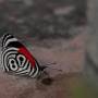 Pérou - (beau) papillon