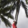 Polynésie française - Grimpeur de cocotiers