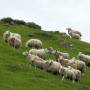 Royaume-Uni - Moutons