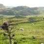 Colonsay