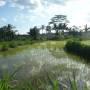 Indonésie - rice field at merapi