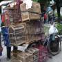 Indonésie - bird market sur 2 roues