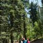 USA - Yosemite et les sequoias geants
