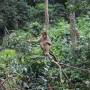 Malaisie - Au centre de r&eacute;habilitation des Orang-Outan