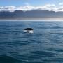 Nouvelle-Zélande - Kaikoura - La plongée du cachalot