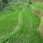 Indonésie - rice field
