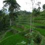 Indonésie - rice field