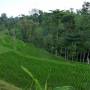 Indonésie - rice field