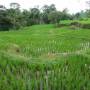 Indonésie - rice field