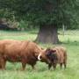 Royaume-Uni - Highland cattle