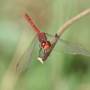 Australie - libellule rouge