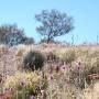 Australie - le désert en fleurs