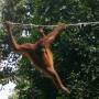 Sabah: les orangs-outans de...