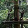 Sabah: les orangs-outans de...