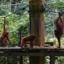 Sabah: les orangs-outans de...