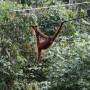 Malaisie - Orang-outan