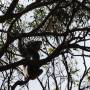 Australie - Koala Spot