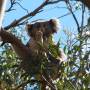 Australie - Koala Spot