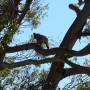 Australie - Koala Spot