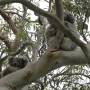 Australie - Koala Spot
