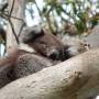 Australie - Koala Spot