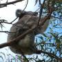 Australie - Koala Spot