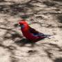 Australie - Loros en libertad