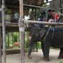 Thaïlande - Éléphant en location!